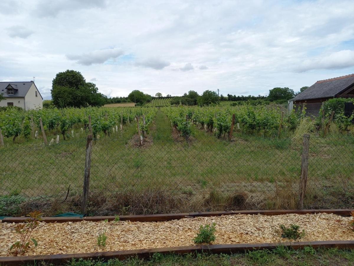 Hebergement Sarment Du Veron Chinon Vila Beaumont-en-Véron Exterior foto